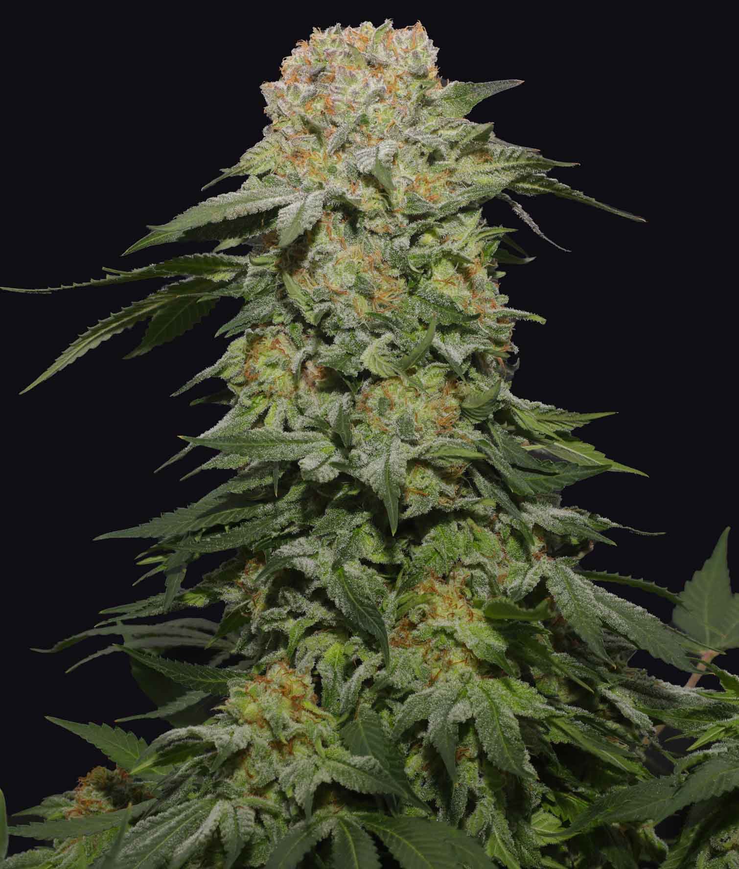 【新種記載中】T. aff. xiphioides T'S TROPICALS 新種記載中】T. aff. xiphioides T'S TROPICALS