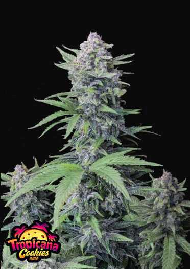 Tropicana Cookies - Auto