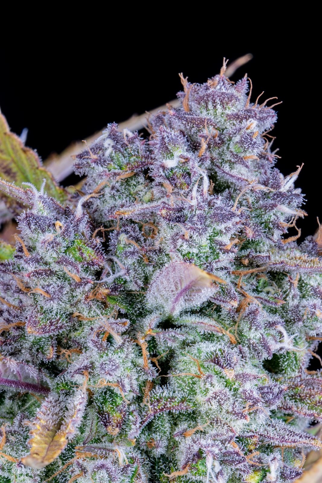 Tropicana Cookies - Auto