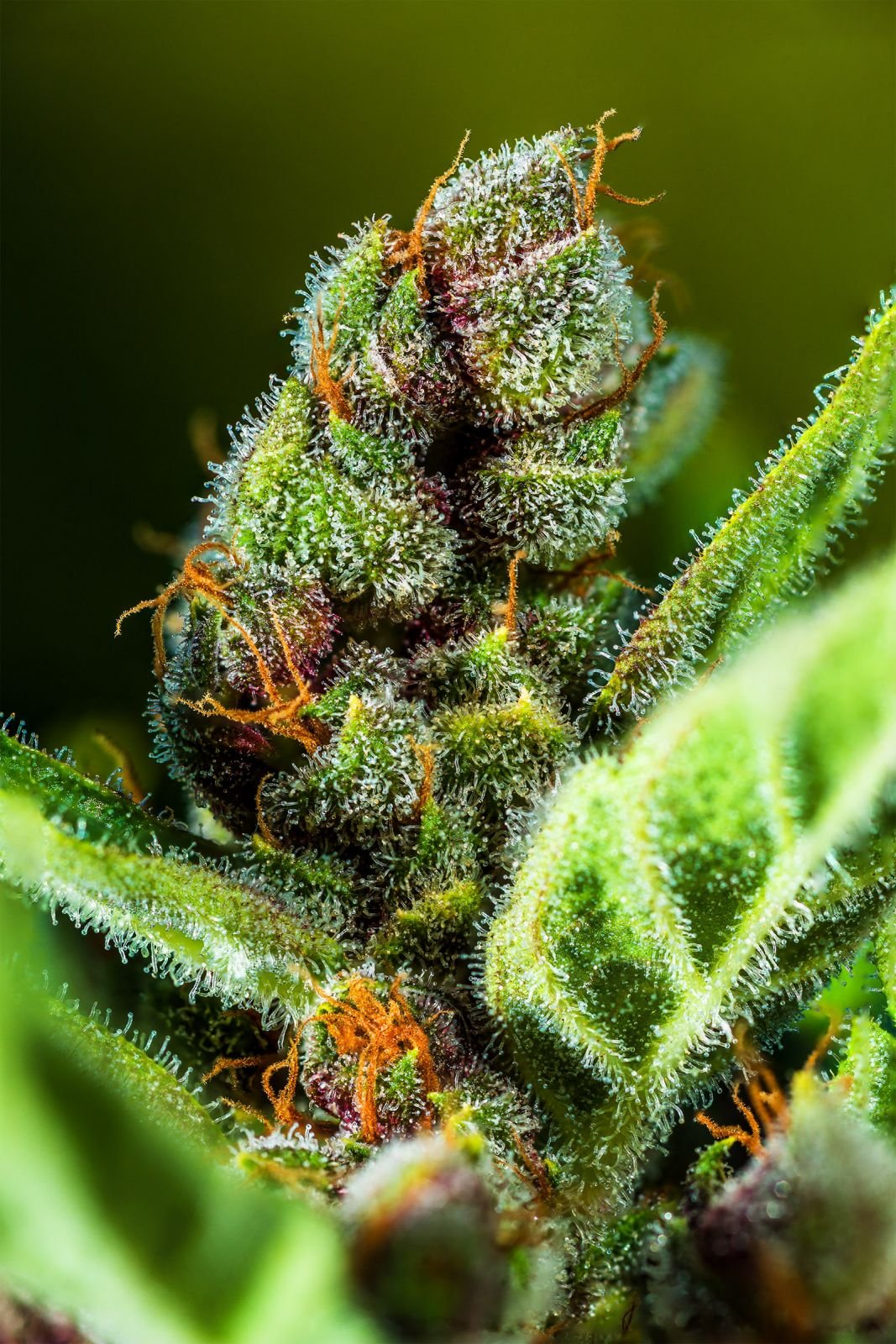 Tropicana Cookies - Auto