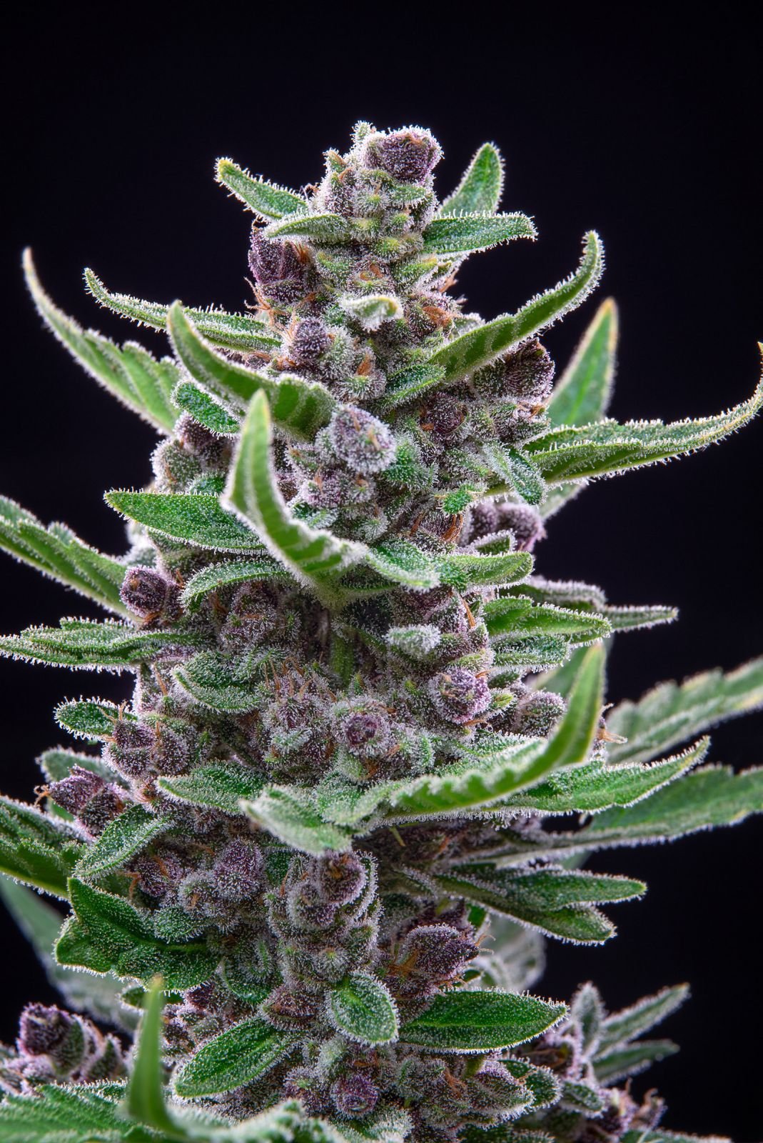 Tropicana Cookies - Auto