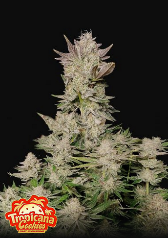 Tropicana Cookies Fastflowering - Feminized