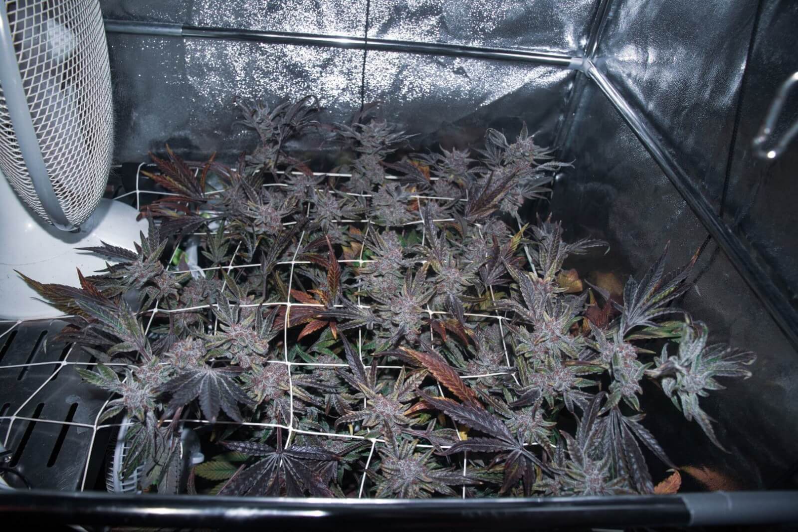 Tropicanna Cookies x Larry OG - Feminized 3