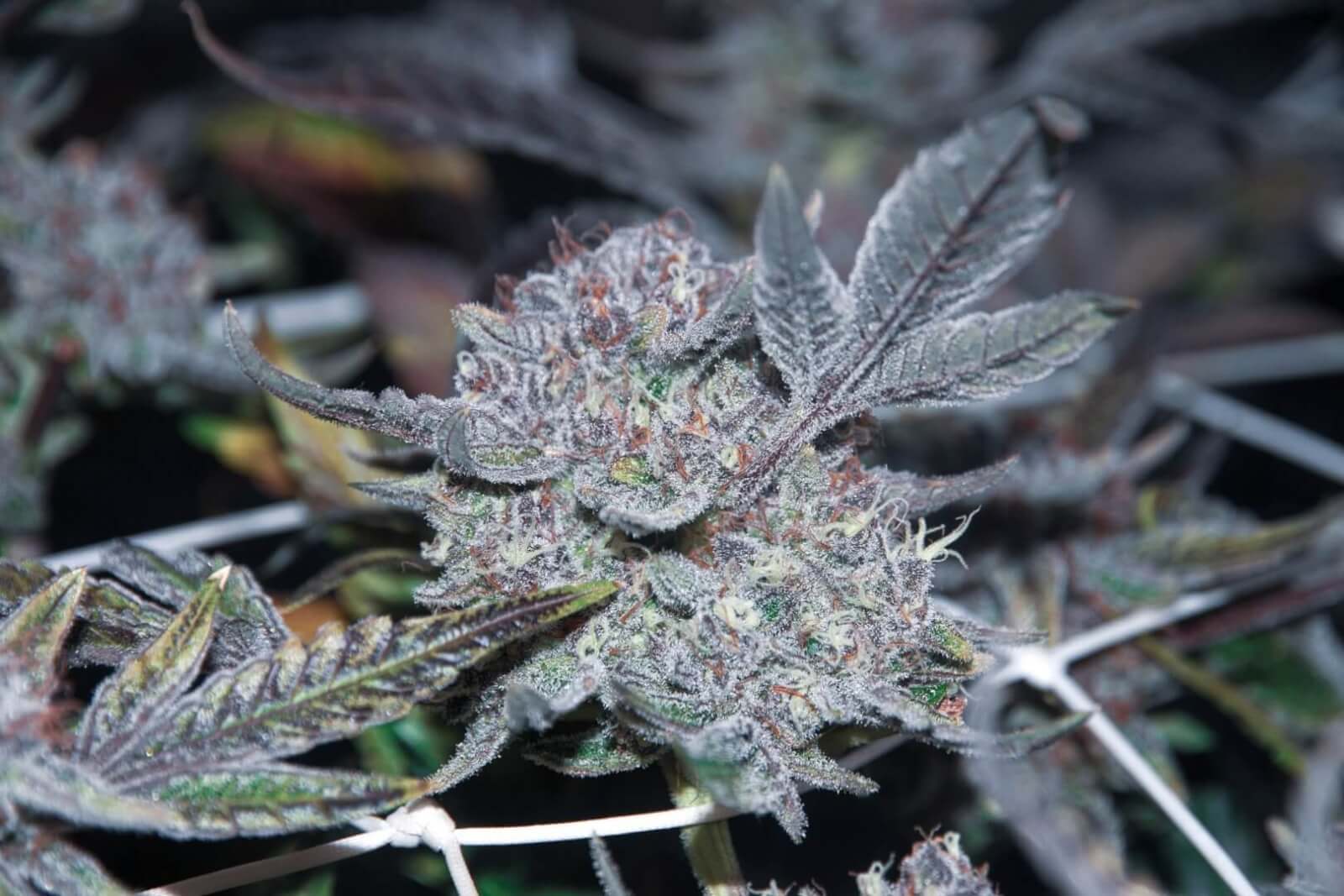 Tropicanna Cookies x Larry OG - Feminized