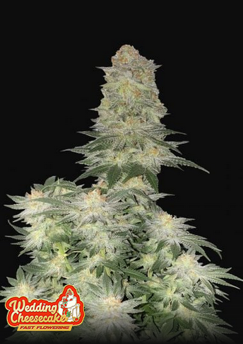 Wedding Cheesecake Fastflowering - Feminized