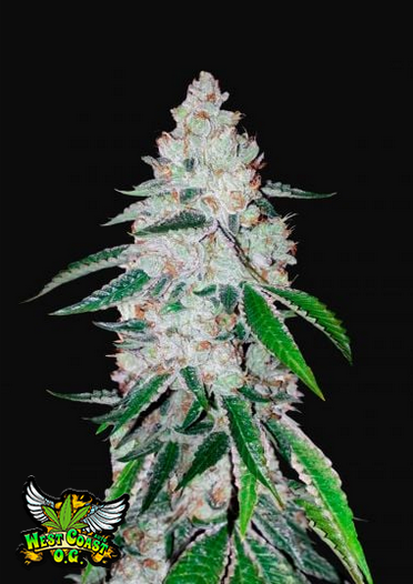 West Coast O.G. - Auto