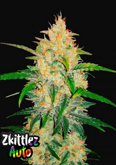 Zkittlez - Auto