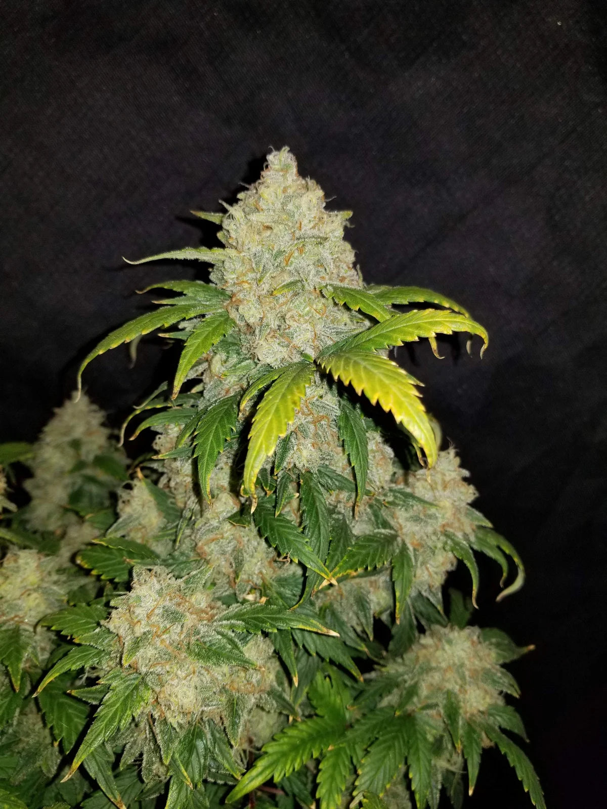 Zkittlez - Auto
