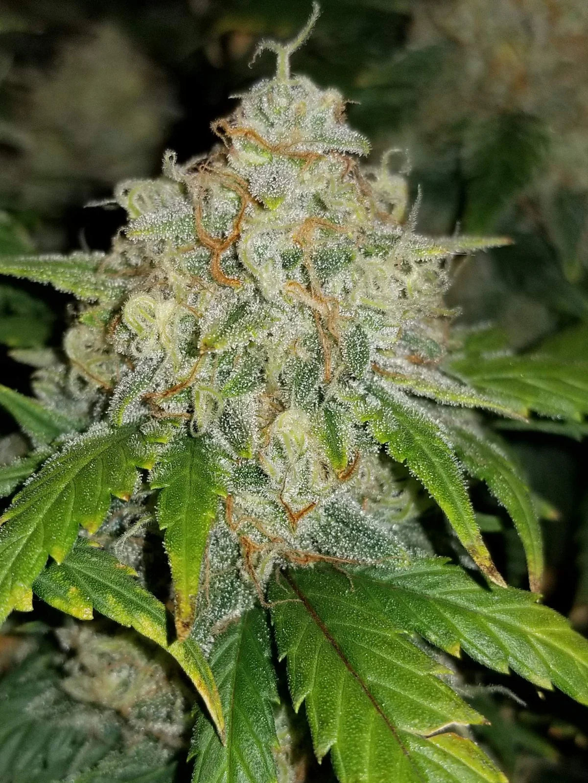 Zkittlez - Auto