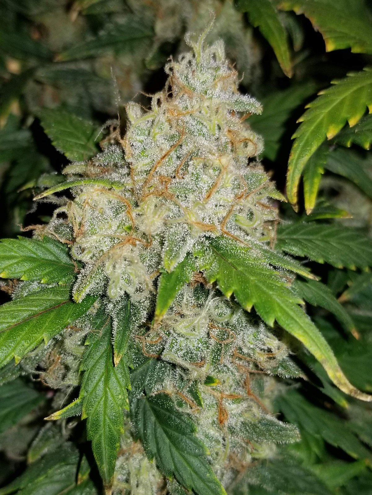 Zkittlez - Auto