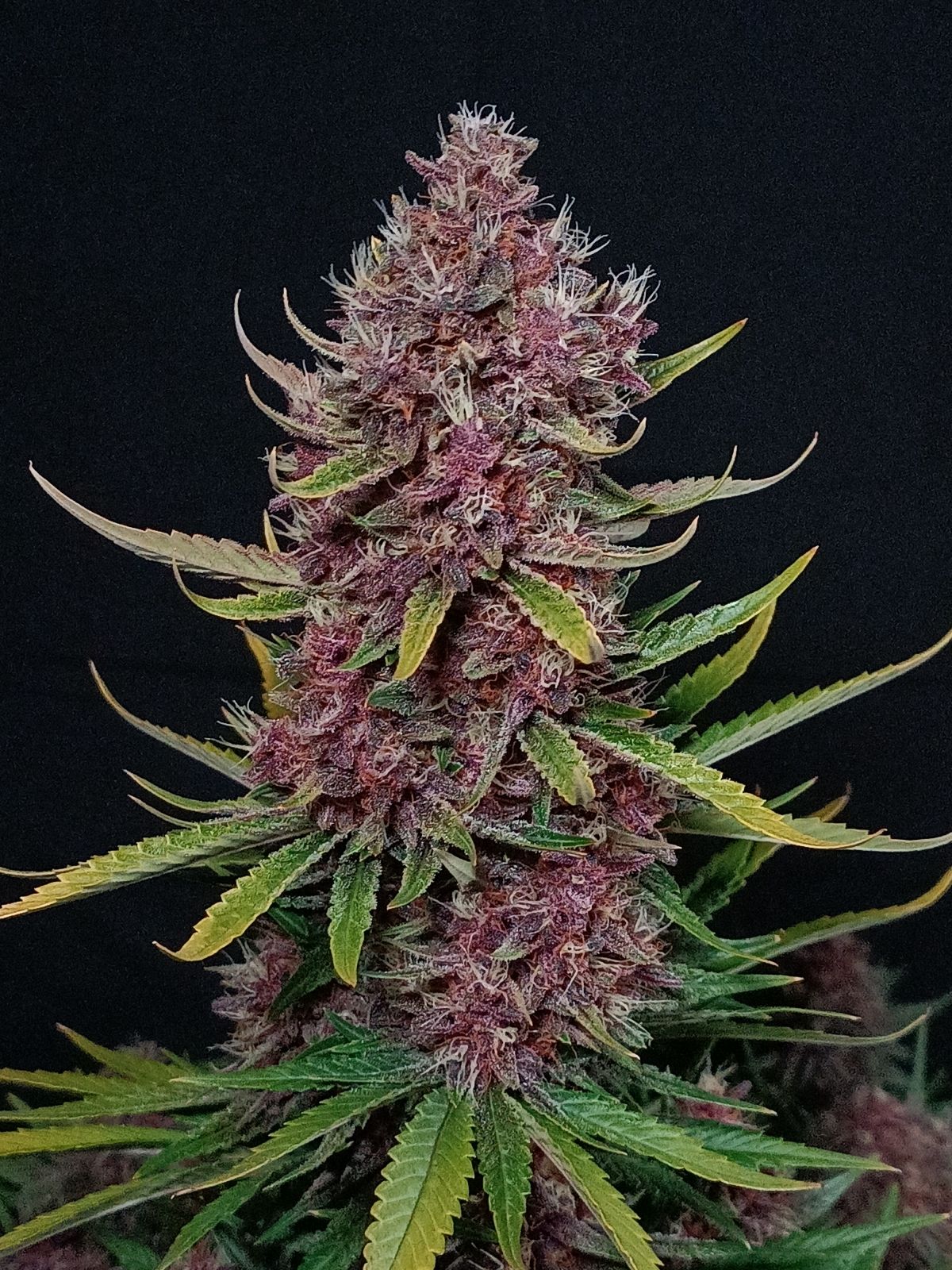 Ztrawberriez - Auto