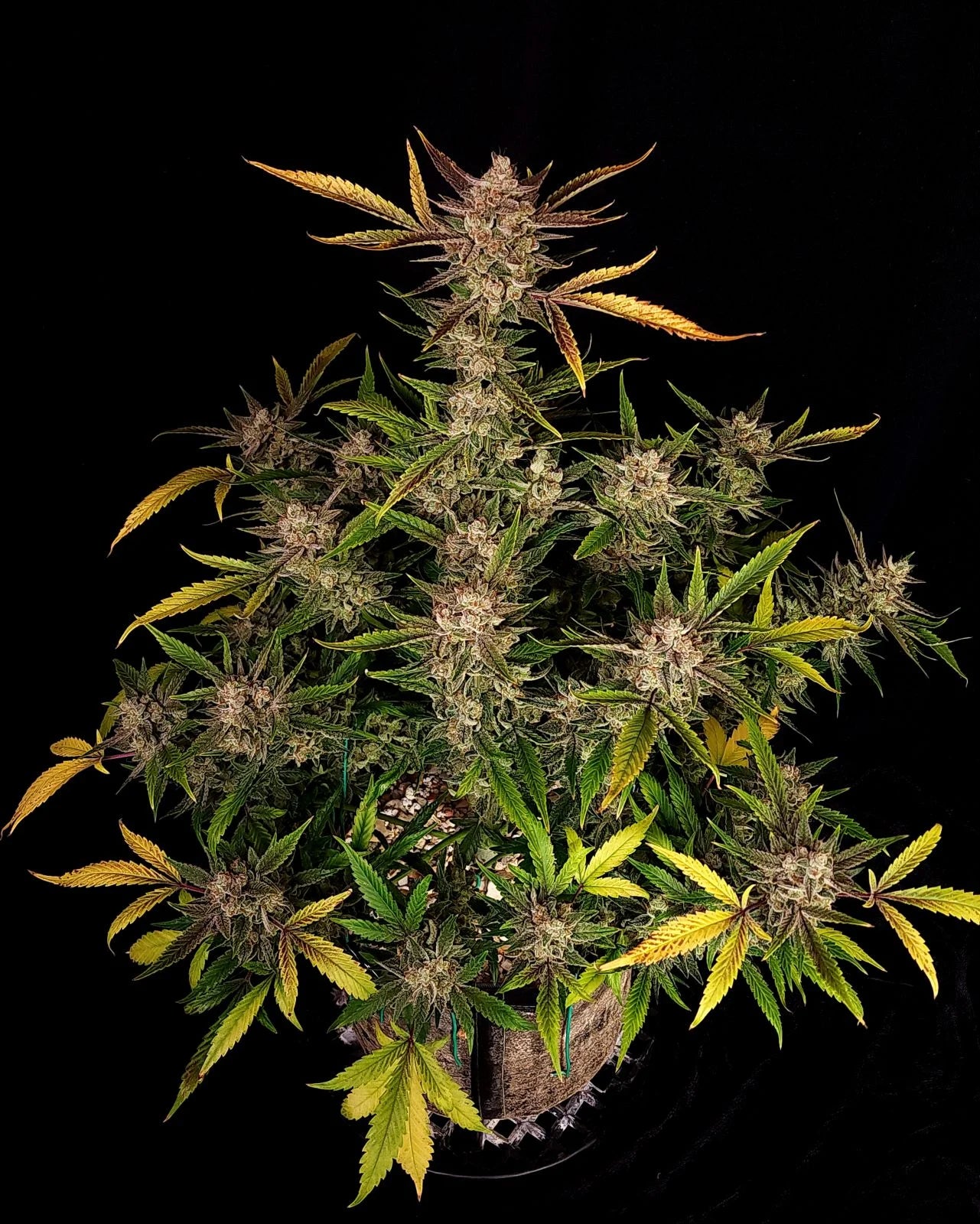 Ztrawberriez - Auto