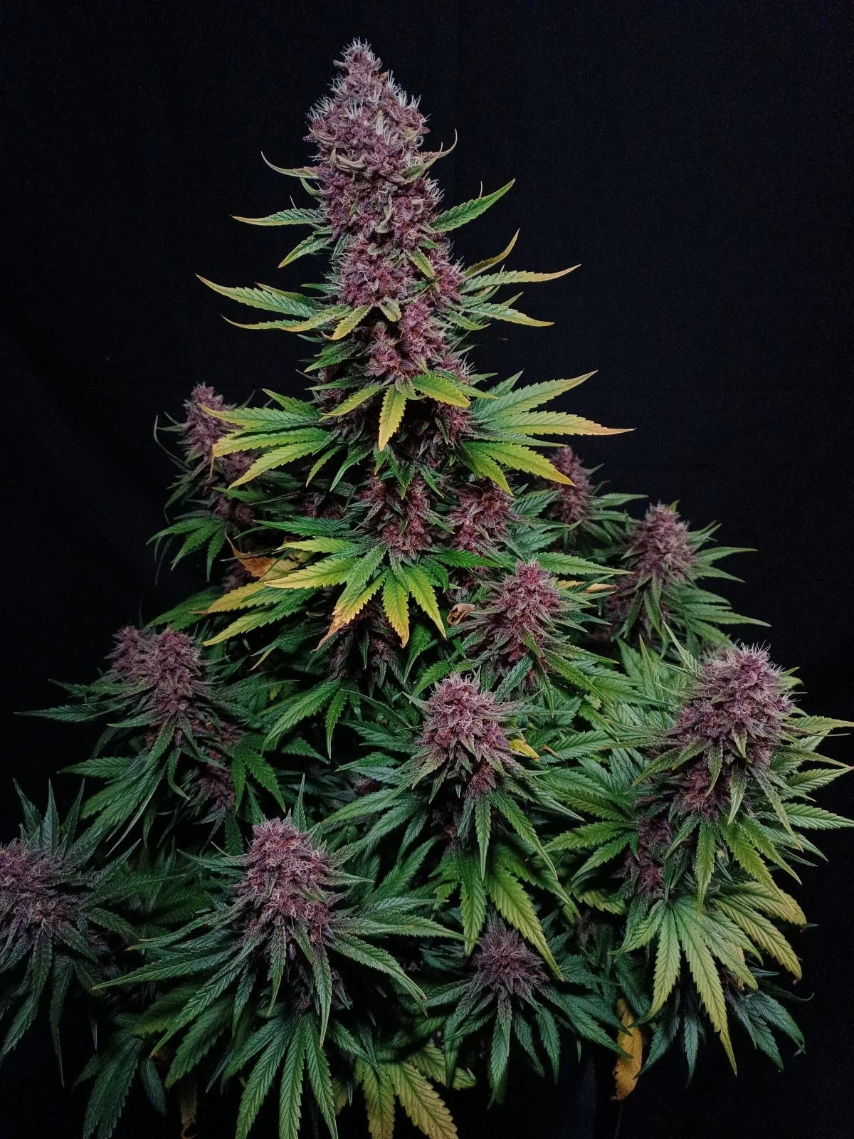 Ztrawberriez - Auto