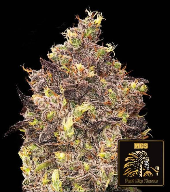 Fast Big Huron - Feminized