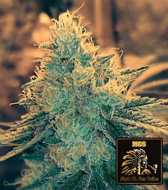 Fast NL Fox Tribe - Feminized