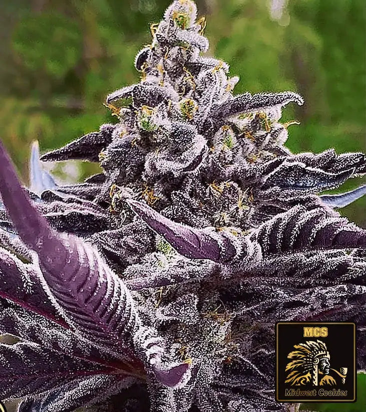 Midwest Cookies - Feminized