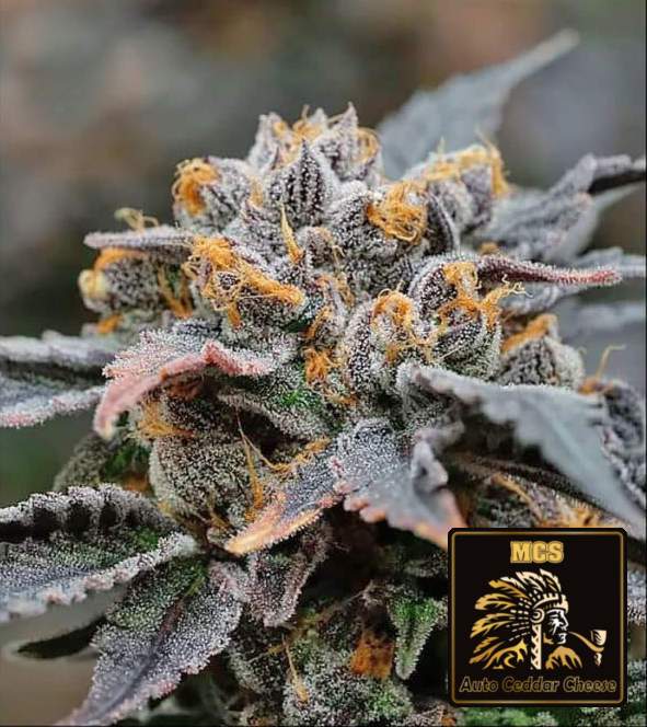 Ceddar Cheese - Auto