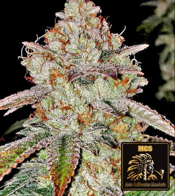 Californian Mandarin - Auto