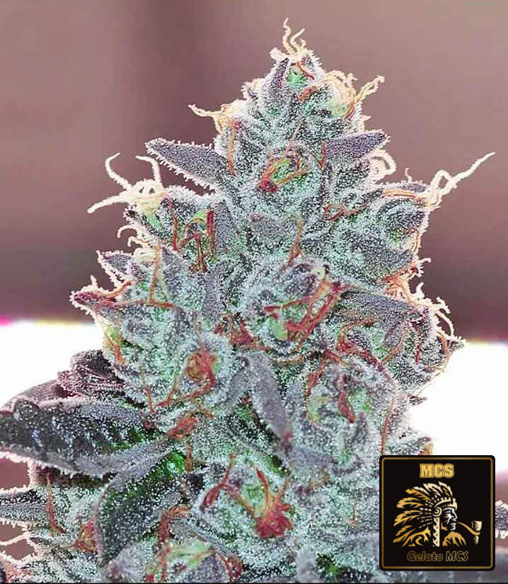 Gelato MCS - Feminized