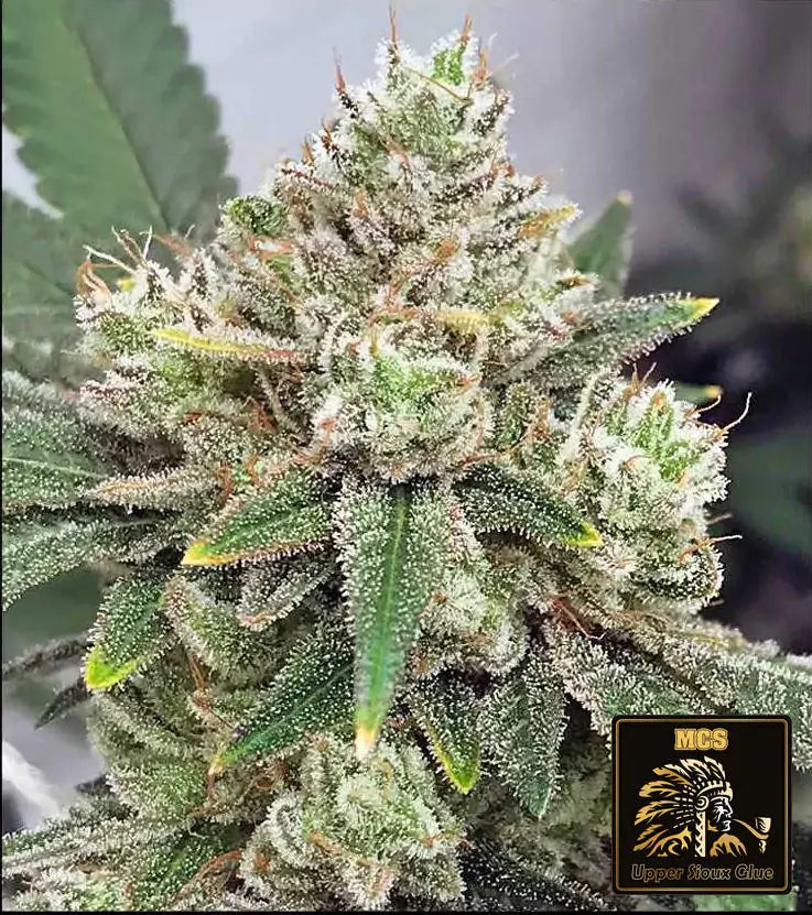 Upper Sioux Glue - Feminized