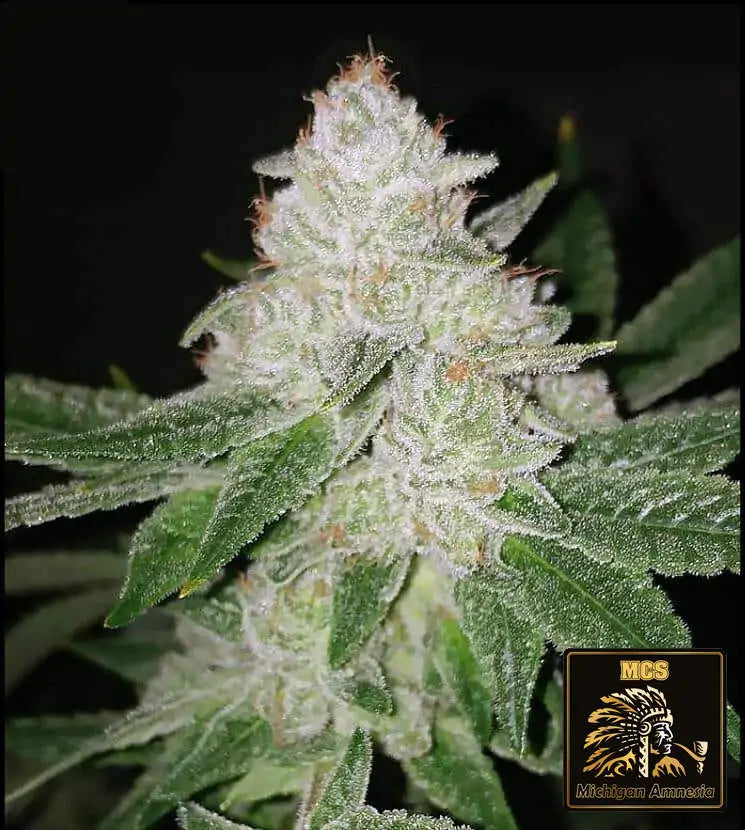 Michigan Amnesia - Feminized