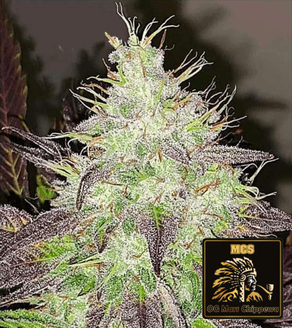 OG Mars Chippewa - Feminized