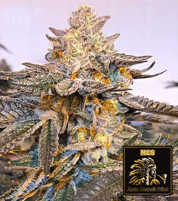 Detroit Pilot - Auto