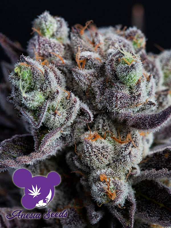 Blackberry Moonrocks® - Feminized