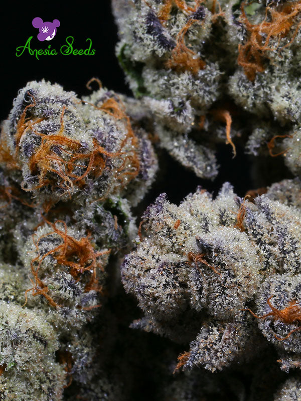 Blackberry Moonrocks® - Feminized 1