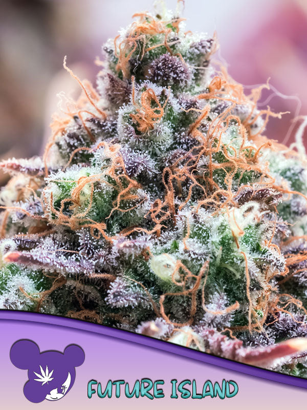 Future Island - Feminized