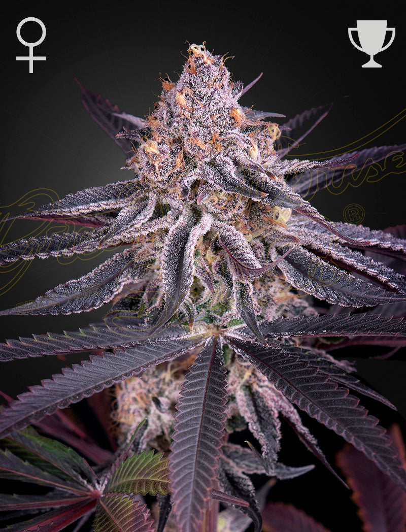King's Juice - Feminized
