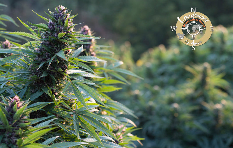 Panama Red - Feminized 2