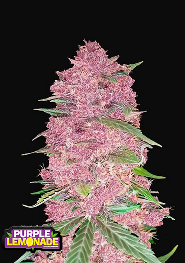 Purple Lemonade - Auto
