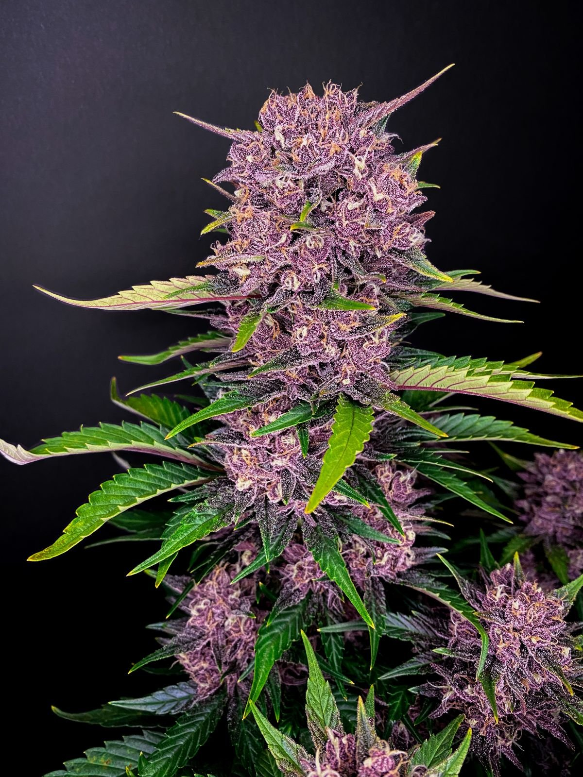 Purple Lemonade - Auto