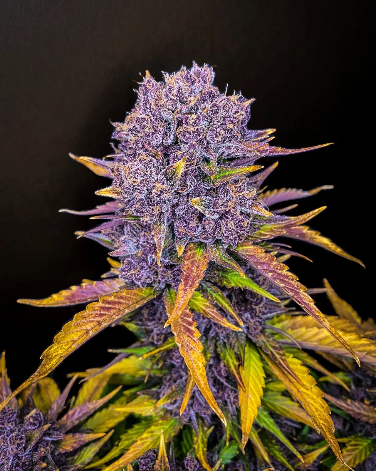 Purple Lemonade - Auto