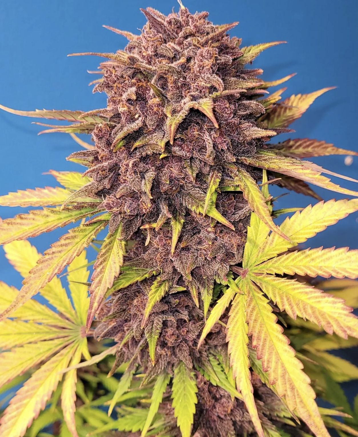 Purple Lemonade - Auto