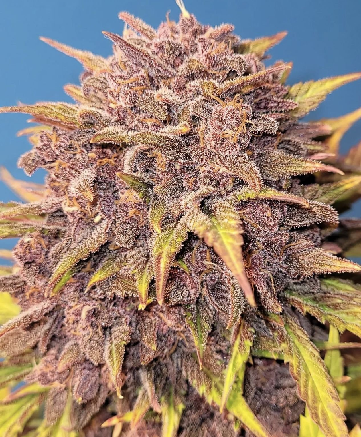 Purple Lemonade - Auto