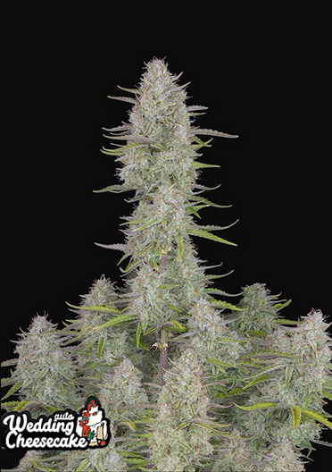 Wedding Cheesecake - Auto