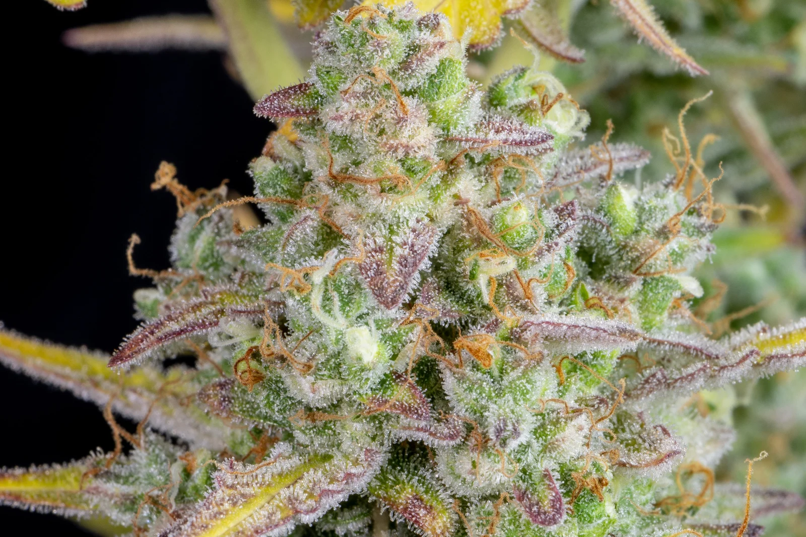 Wedding Cheesecake - Auto