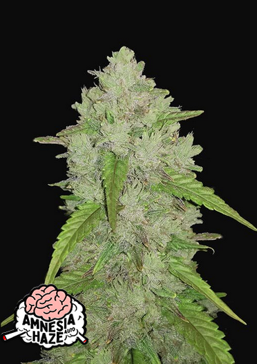 Amnesia Haze - Auto