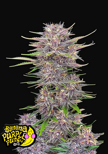 Banana Purple Punch - Auto