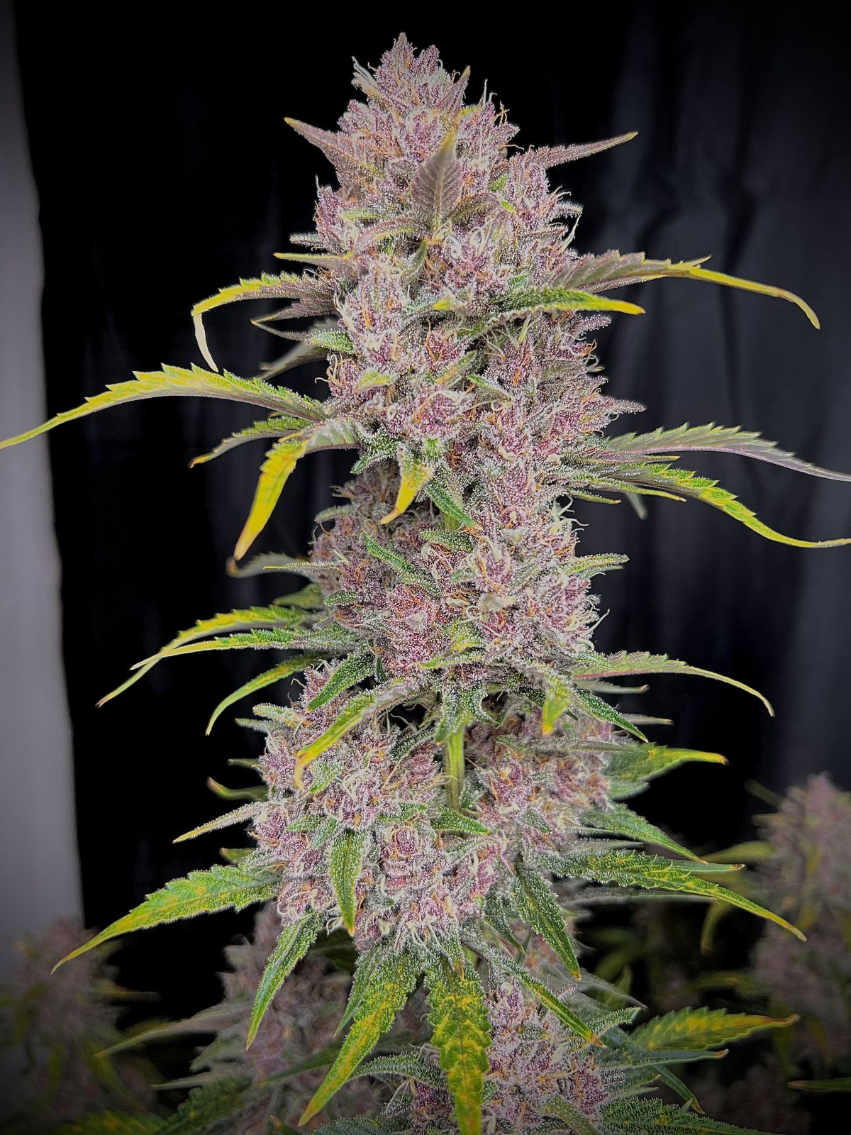 Banana Purple Punch - Auto