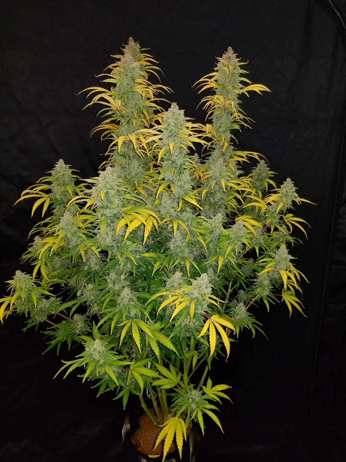 Blue Dream - Auto