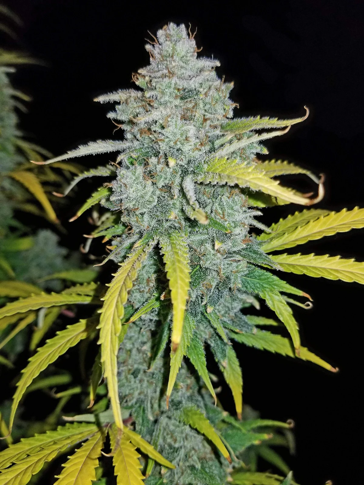 Blue Dream - Auto