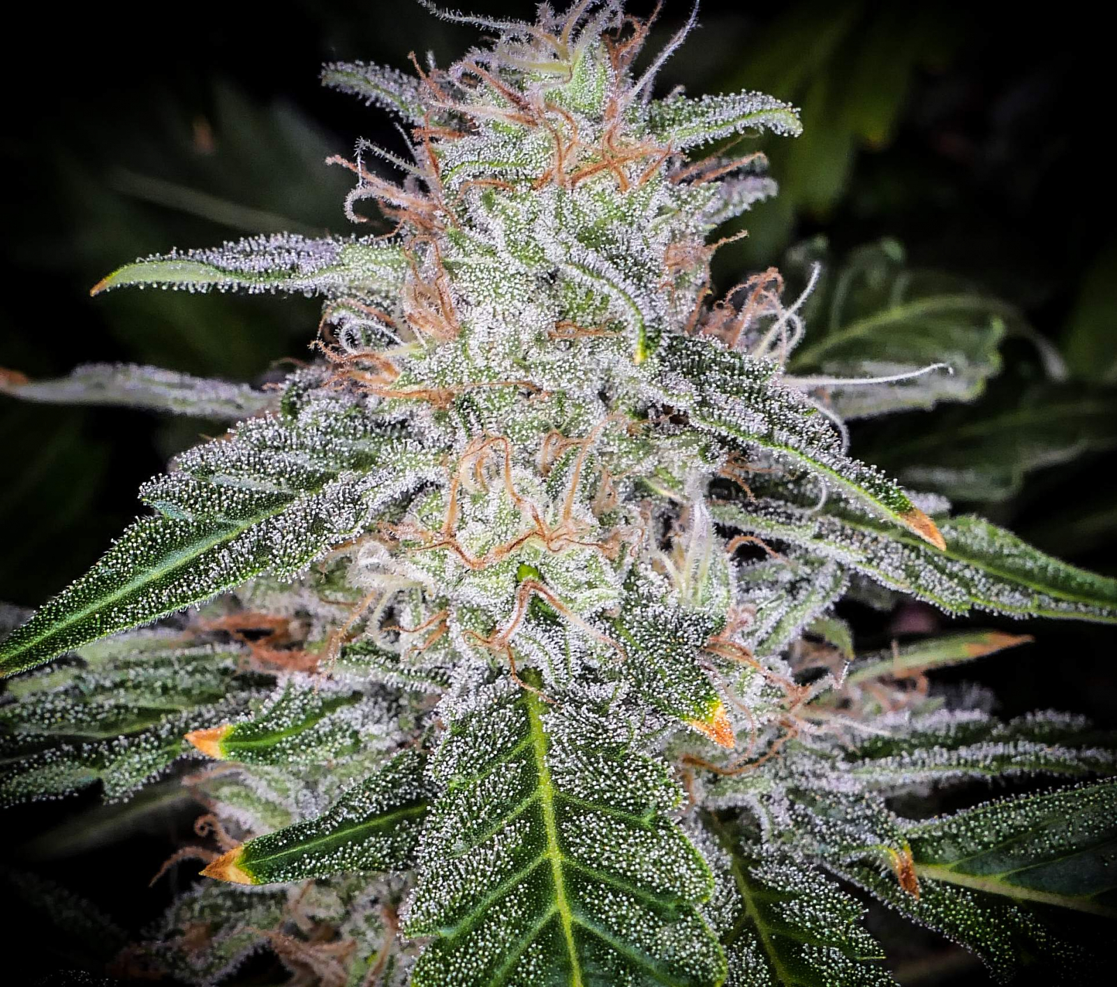 Blue Dream - Auto