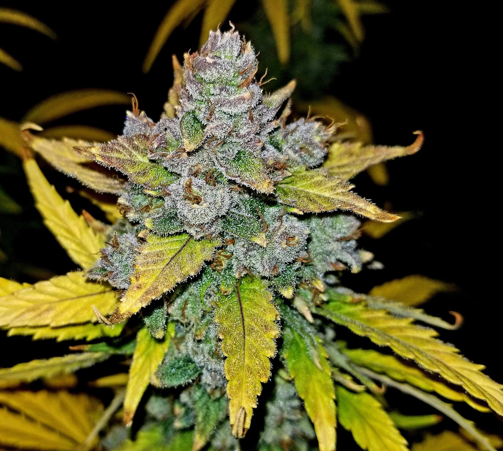 Blue Dream - Auto