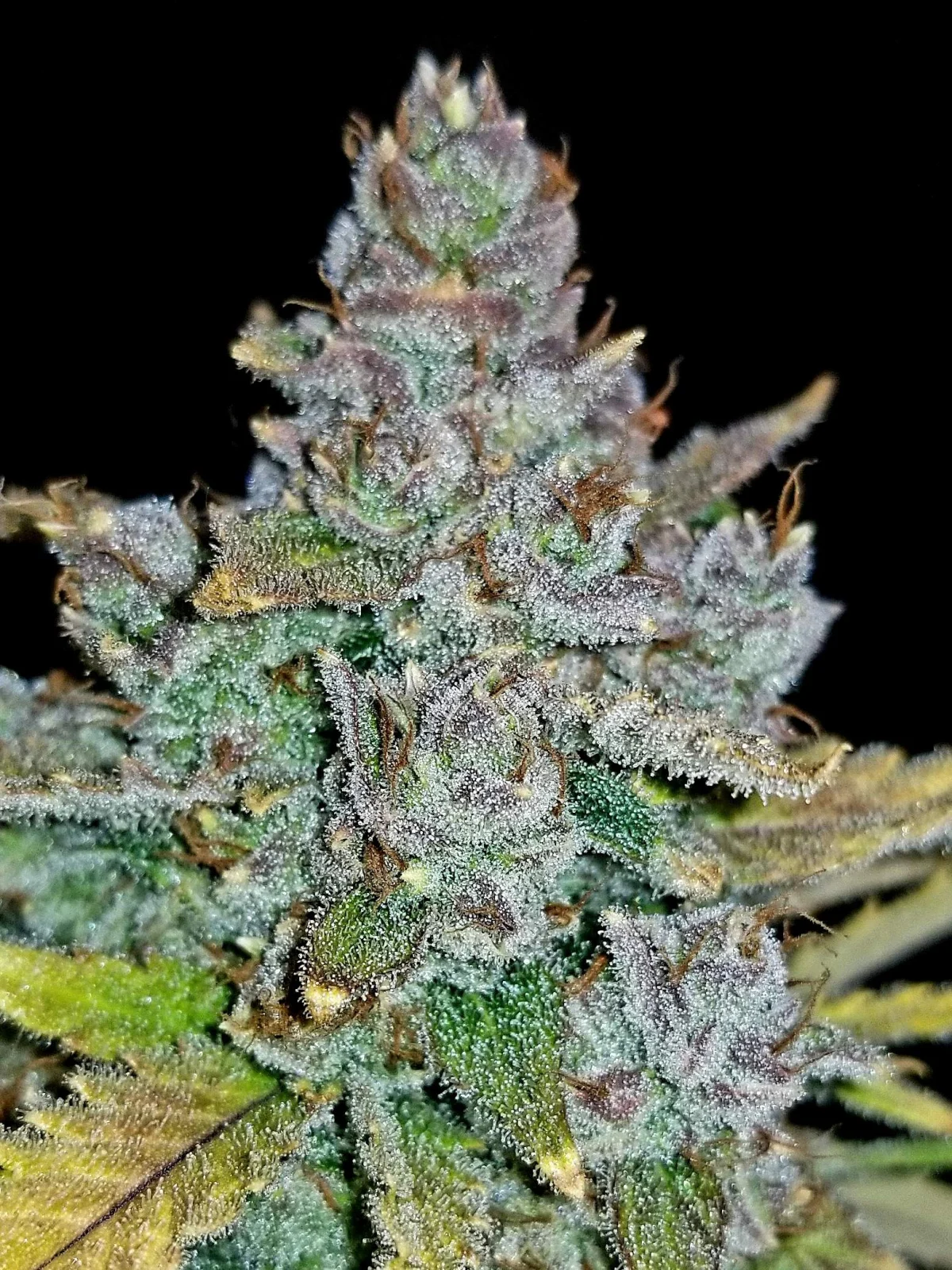 Blue Dream - Auto