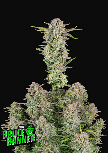 Bruce Banner - Auto