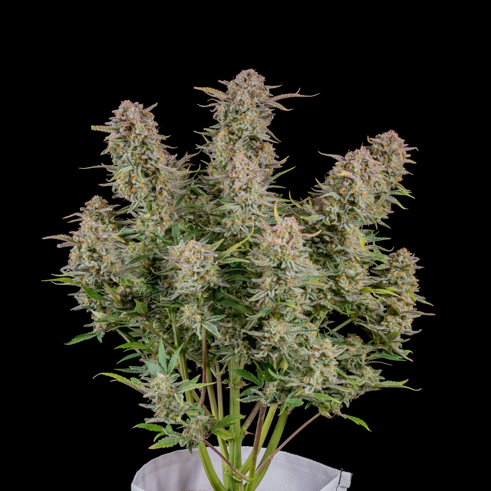 Bruce Banner - Auto