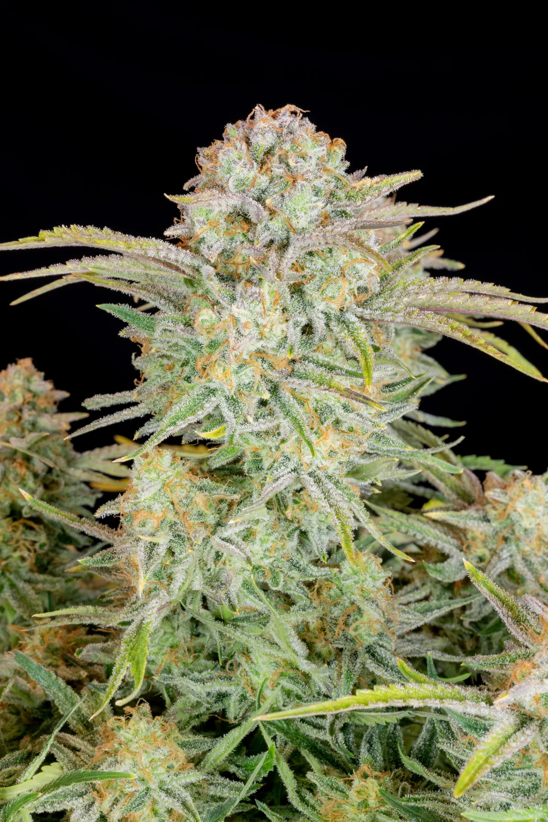 Bruce Banner - Auto